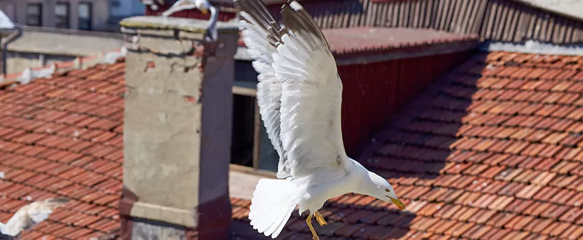 Residential Chimney Animal Removal Solution in Sunrise Manor, NV
