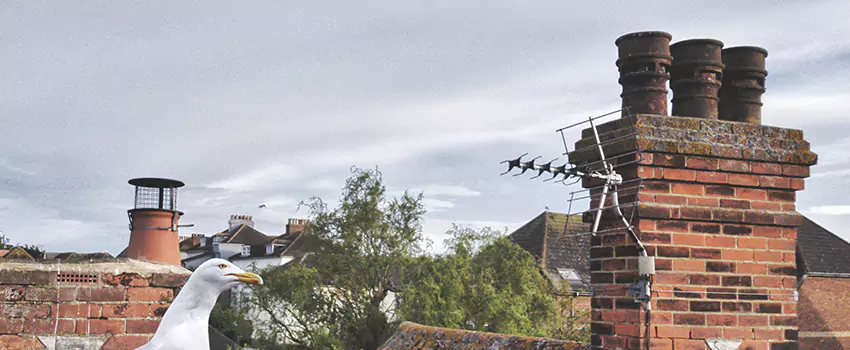 Chimney Cleaning And Restoration in Sunrise Manor, Nevada